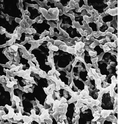 HABG04700MF 0.45微米孔径过滤膜-网格-黑色